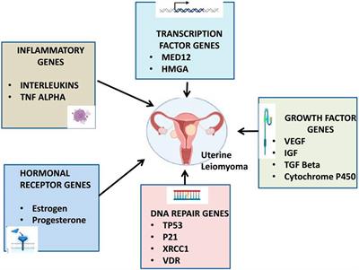 Gene variants polymorphisms and uterine leiomyoma: an updated review